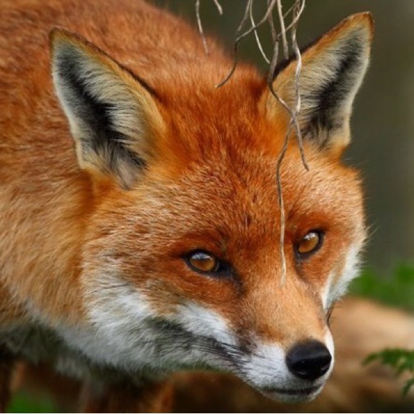 Meet your Posher, Andrea - Picture 1 of 1